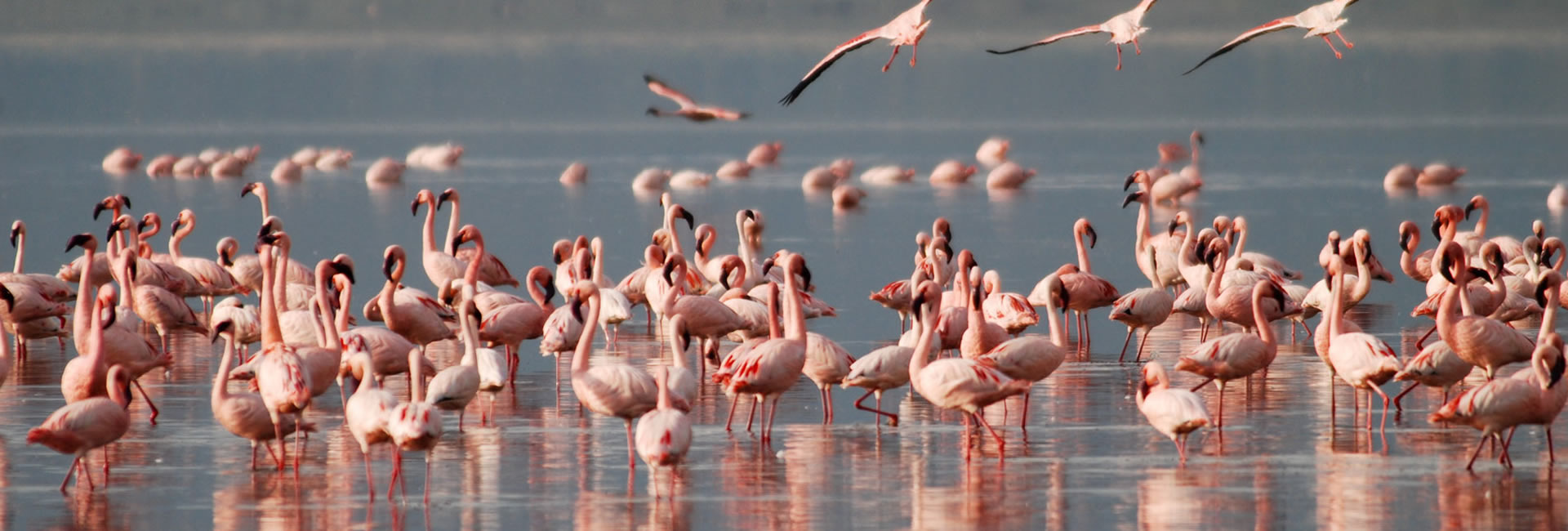 Read more about the article 2 Days 1Night Lake Nakuru