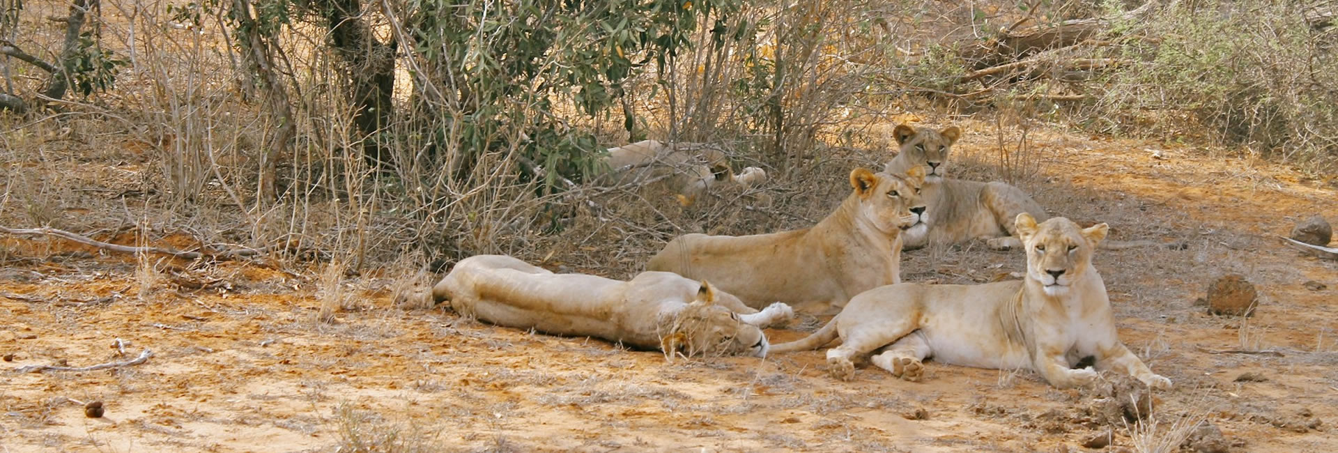 Read more about the article 3 Days Tsavo East And Amboseli National Park