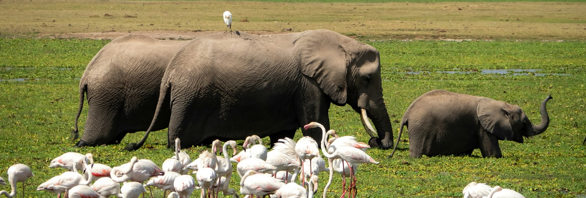 Read more about the article 3 Days Tsavo East And West  National Park