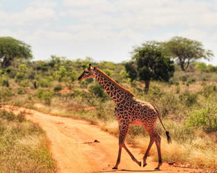 3days Tsavo West and Tsavo East gallery2