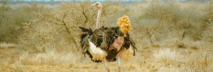 Read more about the article 4 Days Tsavo West, Amboseli & Tsavo East