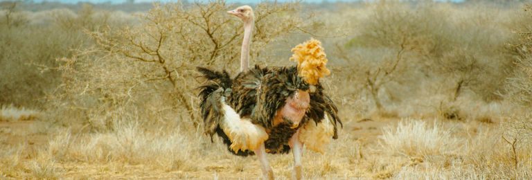 4 Days Tsavo West, Amboseli & Tsavo East