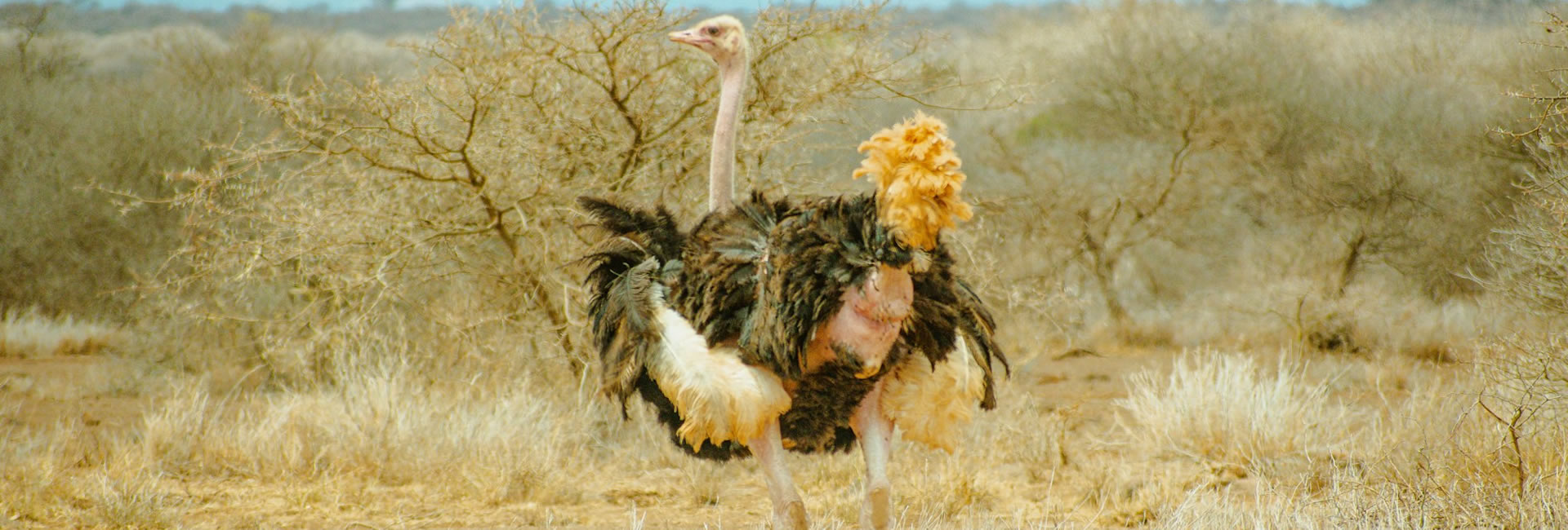 Read more about the article 4 Days Tsavo West, Amboseli & Tsavo East