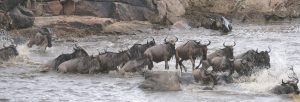 Read more about the article 5 Days (4 Nights): Lake Nakuru National Park and Masai Mara Game Reserve