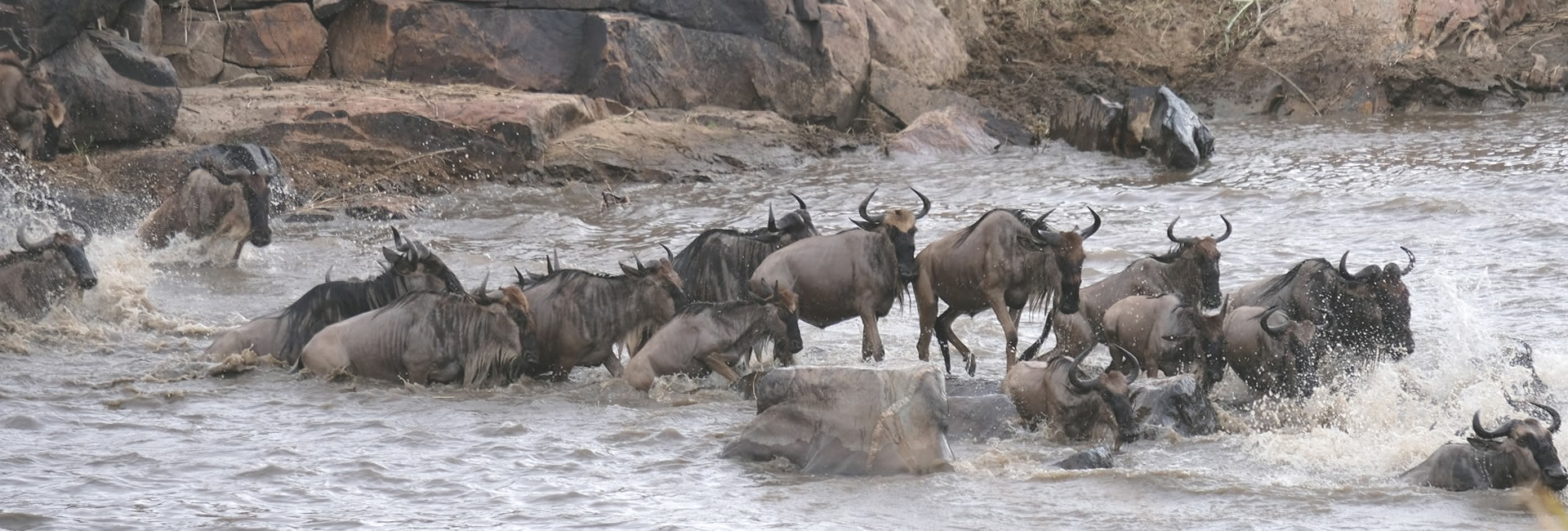 Read more about the article 5 Days (4 Nights): Lake Nakuru National Park and Masai Mara Game Reserve