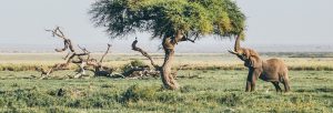 Read more about the article 5 Days Tsavo East, West, Amboseli & Saltlick