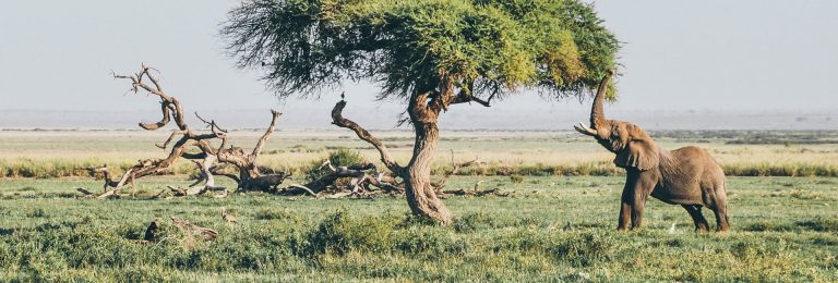 5 Days Tsavo East, West, Amboseli & Saltlick