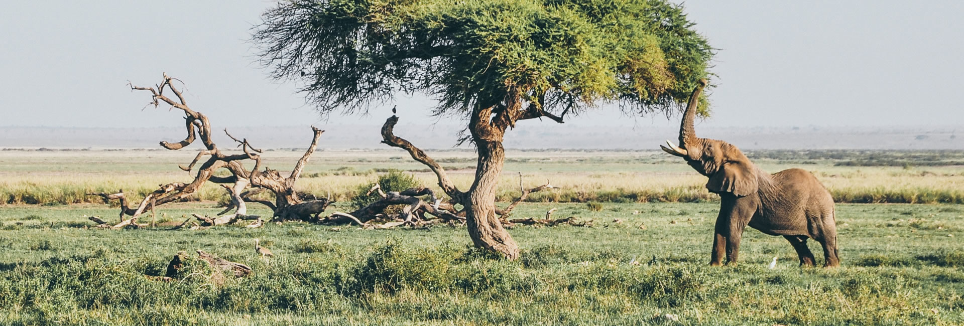 Read more about the article 5 Days Tsavo East, West, Amboseli & Saltlick