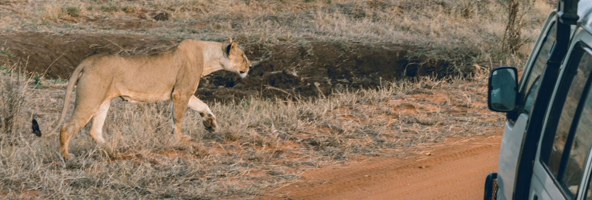 Read more about the article 6 Days Tsavo West-Ziwani -Amboseli-Mara